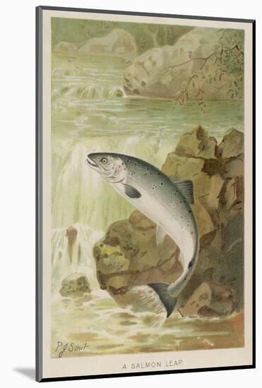 Leaping Salmon-P. J. Smit-Mounted Photographic Print