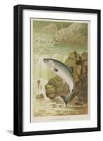 Leaping Salmon-P. J. Smit-Framed Photographic Print