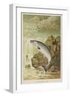 Leaping Salmon-P. J. Smit-Framed Photographic Print