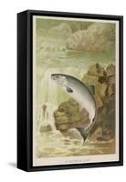 Leaping Salmon-P. J. Smit-Framed Stretched Canvas