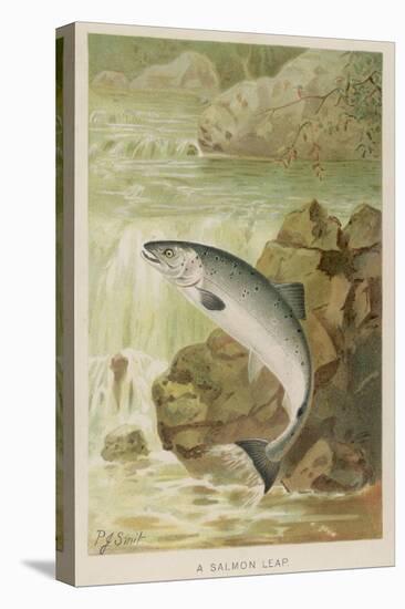 Leaping Salmon-P. J. Smit-Stretched Canvas