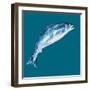 Leaping Salmon-Alice Straker-Framed Photographic Print