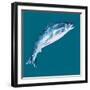 Leaping Salmon-Alice Straker-Framed Photographic Print