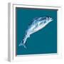 Leaping Salmon-Alice Straker-Framed Photographic Print