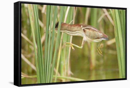 Least Bittern (Ixobrychus exilis) adult female, jumping between reedmace, Mustang Island-Bill Coster-Framed Stretched Canvas