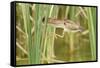 Least Bittern (Ixobrychus exilis) adult female, jumping between reedmace, Mustang Island-Bill Coster-Framed Stretched Canvas