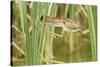 Least Bittern (Ixobrychus exilis) adult female, jumping between reedmace, Mustang Island-Bill Coster-Stretched Canvas