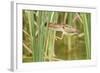 Least Bittern (Ixobrychus exilis) adult female, jumping between reedmace, Mustang Island-Bill Coster-Framed Photographic Print