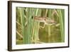 Least Bittern (Ixobrychus exilis) adult female, jumping between reedmace, Mustang Island-Bill Coster-Framed Photographic Print