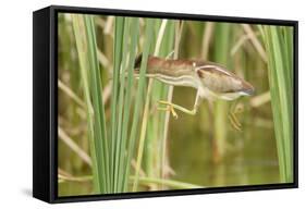 Least Bittern (Ixobrychus exilis) adult female, jumping between reedmace, Mustang Island-Bill Coster-Framed Stretched Canvas
