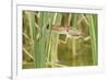 Least Bittern (Ixobrychus exilis) adult female, jumping between reedmace, Mustang Island-Bill Coster-Framed Photographic Print