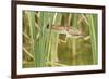 Least Bittern (Ixobrychus exilis) adult female, jumping between reedmace, Mustang Island-Bill Coster-Framed Photographic Print