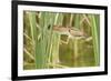 Least Bittern (Ixobrychus exilis) adult female, jumping between reedmace, Mustang Island-Bill Coster-Framed Photographic Print