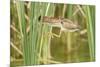 Least Bittern (Ixobrychus exilis) adult female, jumping between reedmace, Mustang Island-Bill Coster-Mounted Photographic Print