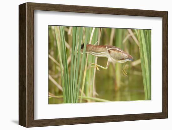 Least Bittern (Ixobrychus exilis) adult female, jumping between reedmace, Mustang Island-Bill Coster-Framed Photographic Print