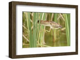 Least Bittern (Ixobrychus exilis) adult female, jumping between reedmace, Mustang Island-Bill Coster-Framed Photographic Print