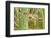 Least Bittern (Ixobrychus exilis) adult female, jumping between reedmace, Mustang Island-Bill Coster-Framed Photographic Print