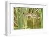 Least Bittern (Ixobrychus exilis) adult female, jumping between reedmace, Mustang Island-Bill Coster-Framed Photographic Print