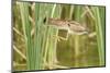 Least Bittern (Ixobrychus exilis) adult female, jumping between reedmace, Mustang Island-Bill Coster-Mounted Photographic Print