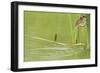 Least Bittern (Ixobrychus exilis) adult female-Bill Coster-Framed Photographic Print