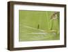 Least Bittern (Ixobrychus exilis) adult female-Bill Coster-Framed Photographic Print