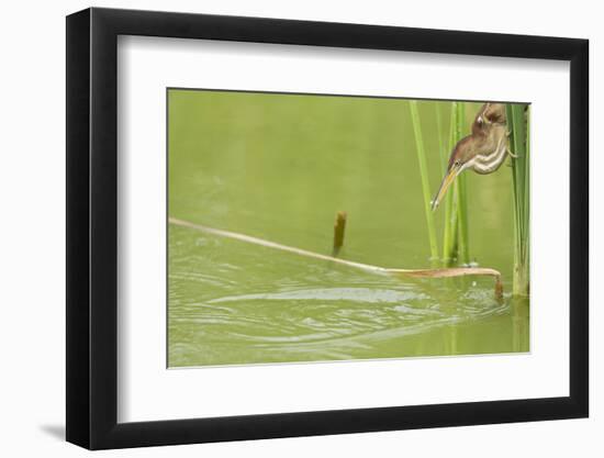 Least Bittern (Ixobrychus exilis) adult female-Bill Coster-Framed Photographic Print