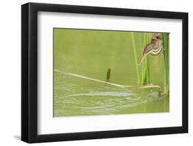 Least Bittern (Ixobrychus exilis) adult female-Bill Coster-Framed Photographic Print