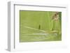 Least Bittern (Ixobrychus exilis) adult female-Bill Coster-Framed Photographic Print