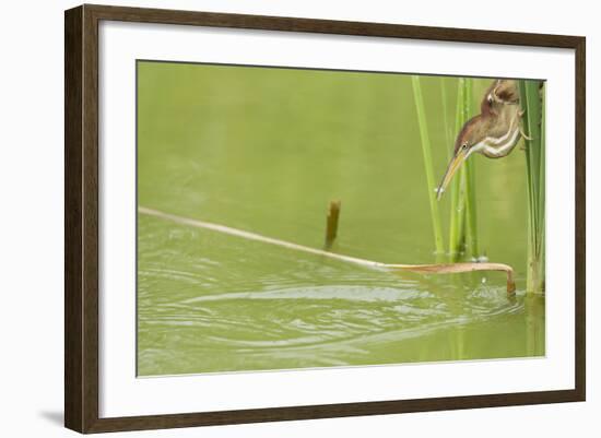 Least Bittern (Ixobrychus exilis) adult female-Bill Coster-Framed Photographic Print