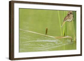 Least Bittern (Ixobrychus exilis) adult female-Bill Coster-Framed Photographic Print