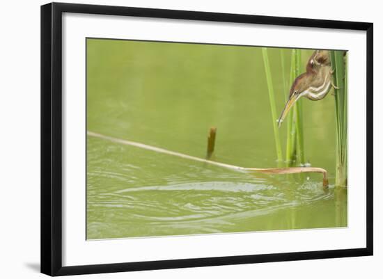 Least Bittern (Ixobrychus exilis) adult female-Bill Coster-Framed Photographic Print