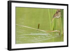 Least Bittern (Ixobrychus exilis) adult female-Bill Coster-Framed Photographic Print