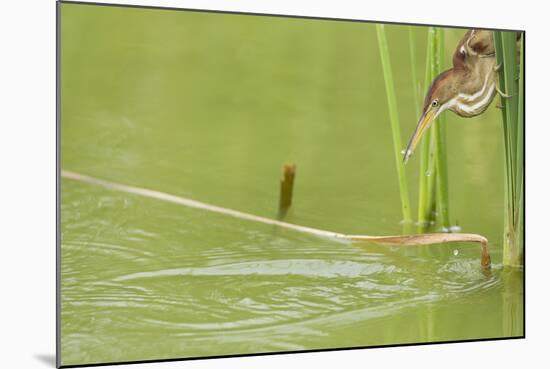Least Bittern (Ixobrychus exilis) adult female-Bill Coster-Mounted Photographic Print