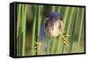 Least Bittern (Ixobrychus exilis) adult male, clinging to stems, Florida, USA-Edward Myles-Framed Stretched Canvas