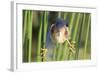 Least Bittern (Ixobrychus exilis) adult male, clinging to stems, Florida, USA-Edward Myles-Framed Photographic Print