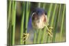 Least Bittern (Ixobrychus exilis) adult male, clinging to stems, Florida, USA-Edward Myles-Mounted Photographic Print