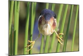 Least Bittern (Ixobrychus exilis) adult male, clinging to stems, Florida, USA-Edward Myles-Mounted Photographic Print