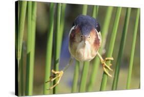 Least Bittern (Ixobrychus exilis) adult male, clinging to stems, Florida, USA-Edward Myles-Stretched Canvas