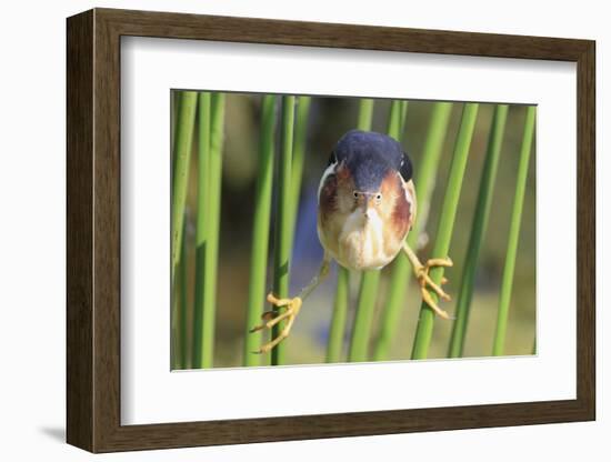 Least Bittern (Ixobrychus exilis) adult male, clinging to stems, Florida, USA-Edward Myles-Framed Photographic Print