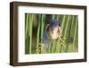 Least Bittern (Ixobrychus exilis) adult male, clinging to stems, Florida, USA-Edward Myles-Framed Photographic Print