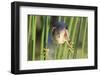 Least Bittern (Ixobrychus exilis) adult male, clinging to stems, Florida, USA-Edward Myles-Framed Photographic Print