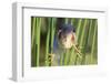 Least Bittern (Ixobrychus exilis) adult male, clinging to stems, Florida, USA-Edward Myles-Framed Photographic Print