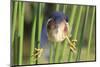 Least Bittern (Ixobrychus exilis) adult male, clinging to stems, Florida, USA-Edward Myles-Mounted Photographic Print