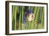 Least Bittern (Ixobrychus exilis) adult male, clinging to stems, Florida, USA-Edward Myles-Framed Photographic Print