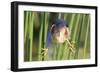 Least Bittern (Ixobrychus exilis) adult male, clinging to stems, Florida, USA-Edward Myles-Framed Photographic Print