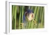 Least Bittern (Ixobrychus exilis) adult male, clinging to stems, Florida, USA-Edward Myles-Framed Photographic Print