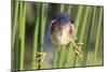 Least Bittern (Ixobrychus exilis) adult male, clinging to stems, Florida, USA-Edward Myles-Mounted Photographic Print