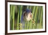 Least Bittern (Ixobrychus exilis) adult male, clinging to stems, Florida, USA-Edward Myles-Framed Photographic Print