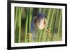 Least Bittern (Ixobrychus exilis) adult male, clinging to stems, Florida, USA-Edward Myles-Framed Photographic Print