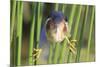 Least Bittern (Ixobrychus exilis) adult male, clinging to stems, Florida, USA-Edward Myles-Mounted Photographic Print